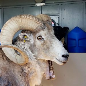 Montana man to be sentenced for cloning giant sheep to breed large sheep for captive trophy hunts