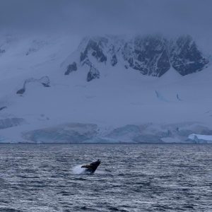 Recent whale deaths highlight risks from Antarctica's booming krill fishery