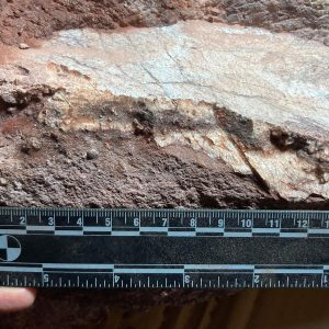 Hong Kong discovers dinosaur fossils for the first time