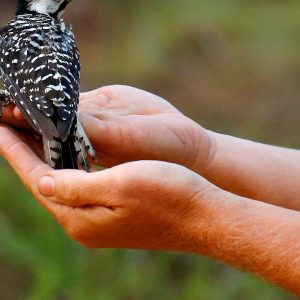 Red-cockaded woodpeckers' recovery in southeast leads to status change from endangered to threatened