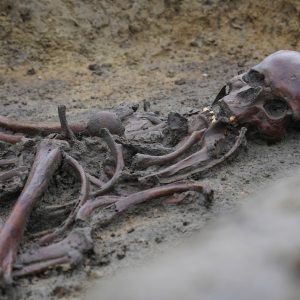 In Denmark, 50 well-preserved Viking Age skeletons have been unearthed, a rare discovery