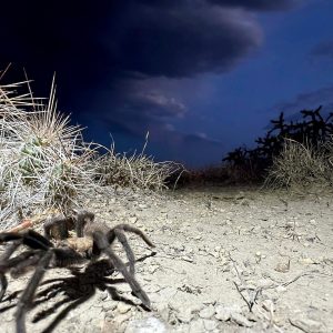 Spider lovers scurry to Colorado town in search of mating tarantulas and community