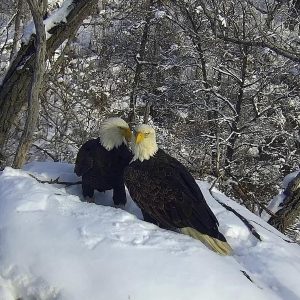 New eagle camera is going live in Minnesota to the delight of global viewers