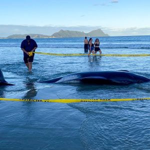 New Zealanders help to save about 30 whales after a pod strands on a beach