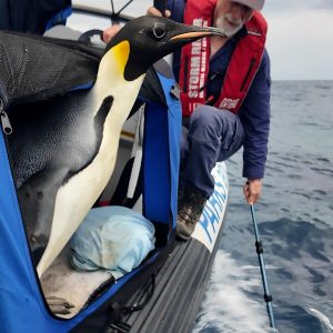 Emperor penguin released at sea 20 days after waddling onto Australian beach