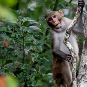 4 monkeys remain free nearly 2 weeks after dozens escaped a South Carolina compound