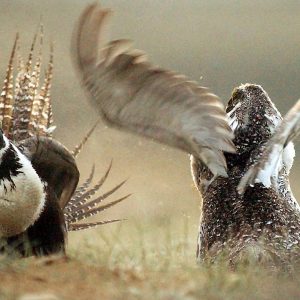 US to tighten restrictions on energy development to protect struggling sage grouse