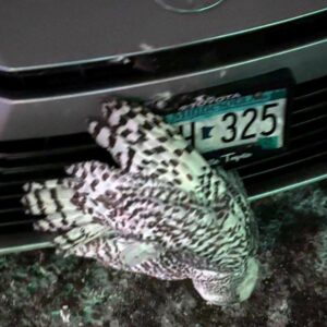 Snowy owl rescued from car grille by Minnesota woman who saved another bird hours earlier