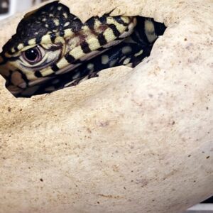 LA Zoo hatches first-ever perentie lizards, one of largest lizard species in the world