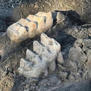 New York man finds mastodon jaw while gardening in his backyard