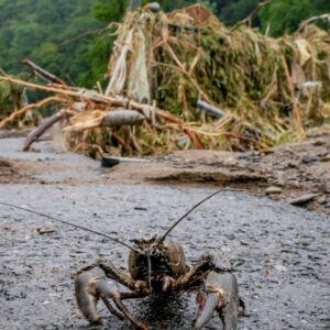 New research shows a quarter of freshwater animals are threatened with extinction